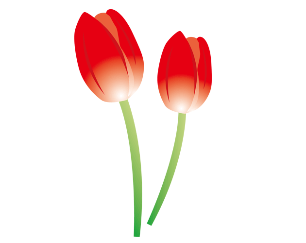 チューリップの花のイラスト（フリー素材）