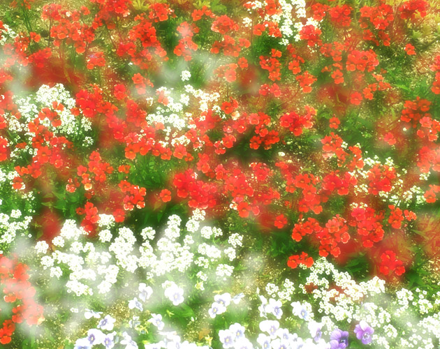 きれいな彩りの花の画像-01（フリー画像）