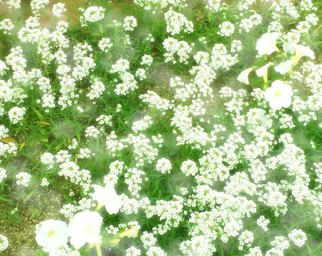 きれいな彩りの花の画像-02（フリー画像）