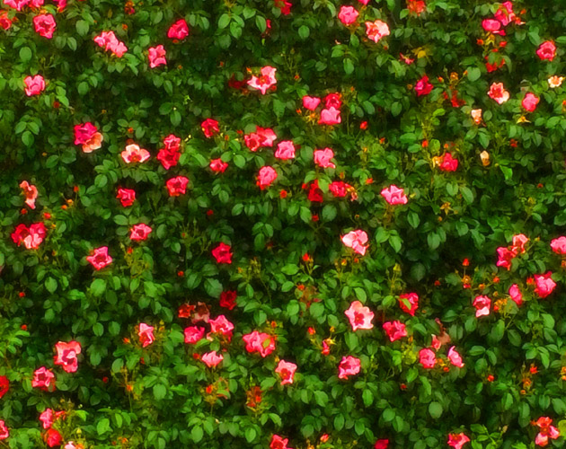 きれいな彩りの花の画像-04（フリー画像）