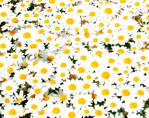 きれいな彩りの花の画像-07（フリー画像）