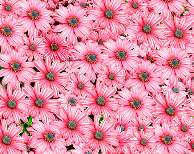 きれいな彩りの花の画像-08（フリー画像）