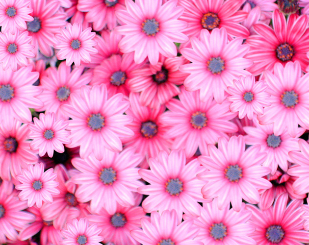 きれいな彩りの花の画像-10（フリー画像）