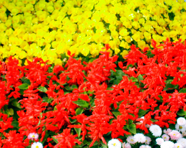 きれいな彩りの花の画像-14（フリー画像）