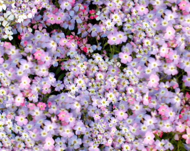 きれいな彩りの花の画像-15（フリー画像）
