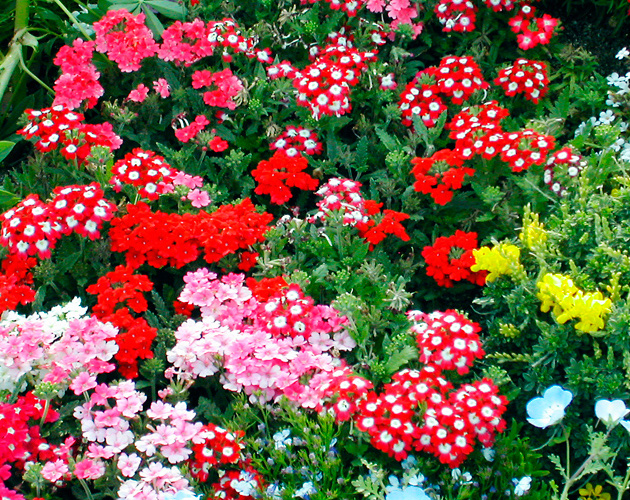 きれいな彩りの花の画像-17（フリー画像）