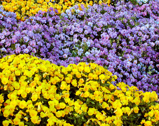 きれいな彩りの花の画像-20（フリー画像）