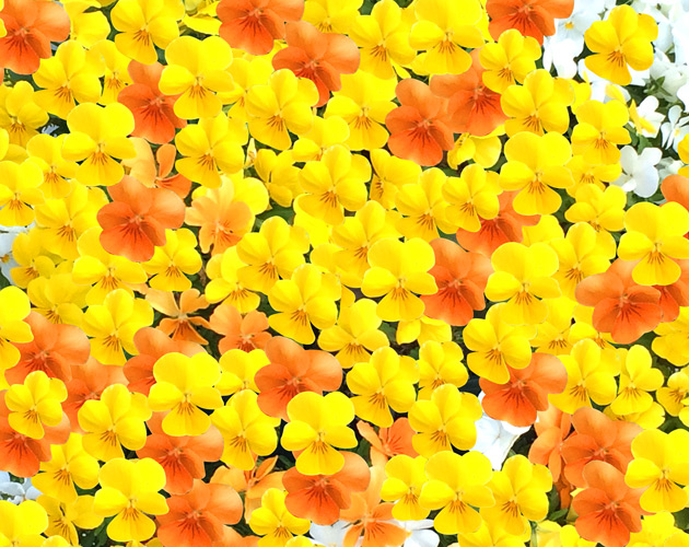 きれいな彩りの花の画像-28（フリー画像）