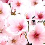 桜のフリー写真（無料ダウンロード01）