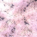 桜のフリー写真（無料ダウンロード02）