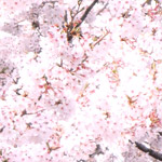 桜のフリー写真（無料ダウンロード03）