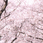 桜のフリー写真（無料ダウンロード05）