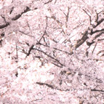 桜のフリー写真（無料ダウンロード06）