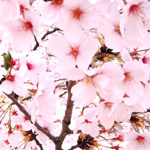 桜のフリー写真（無料ダウンロード07）