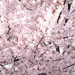 桜のフリー写真（無料ダウンロード08）
