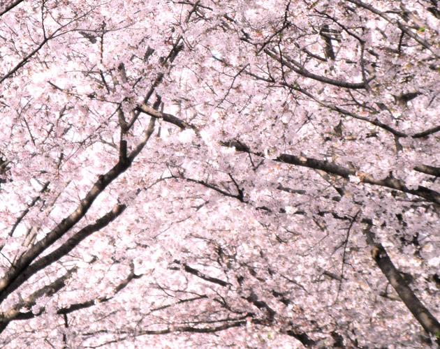 桜の写真-04（フリー素材）