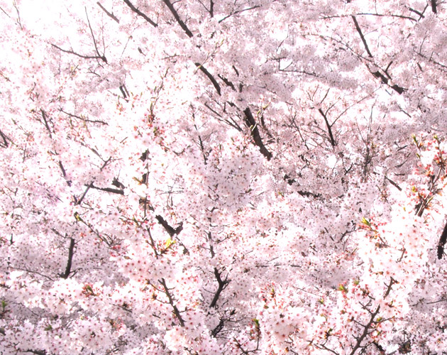 桜の写真-08（フリー素材）