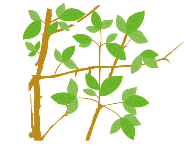 木の枝と葉っぱのイラスト（フリー素材）
