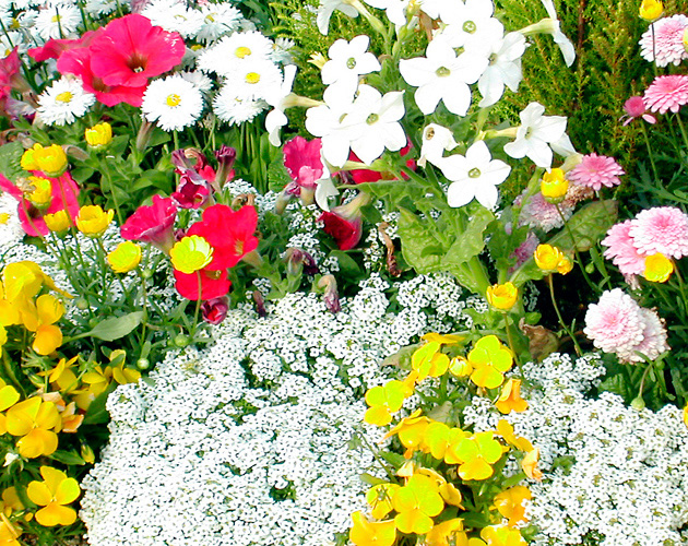 きれいな彩りの花の画像-03（フリー画像）