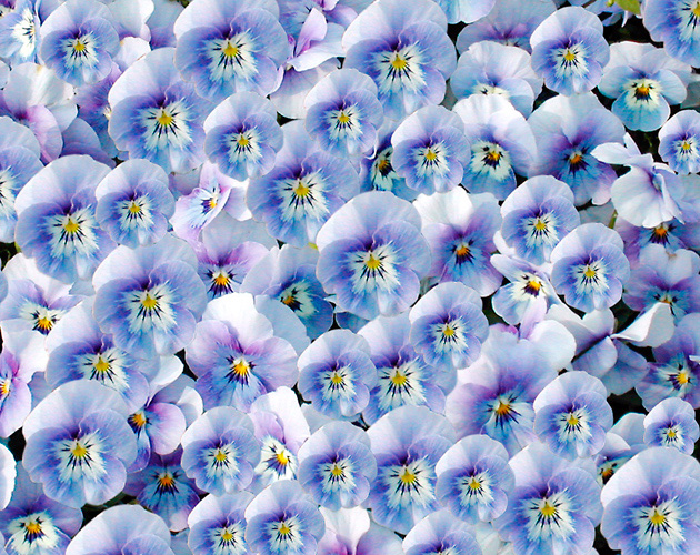きれいな彩りの花の画像-13（フリー画像）