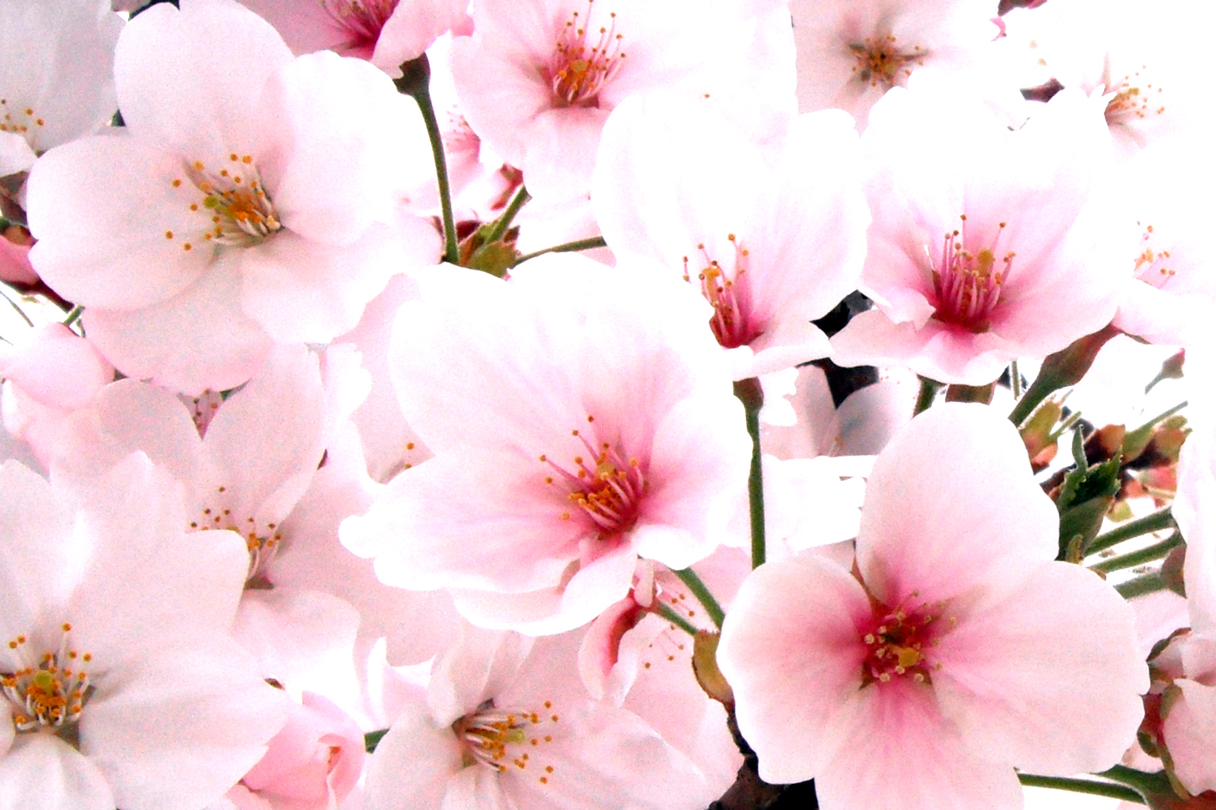 桜のフリー写真素材 高画質 ダウンロード01 素材っち