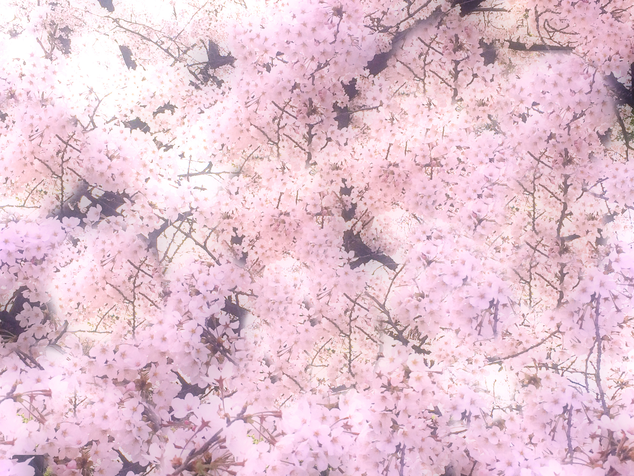 桜のフリー写真素材 高画質 ダウンロード02 素材っち