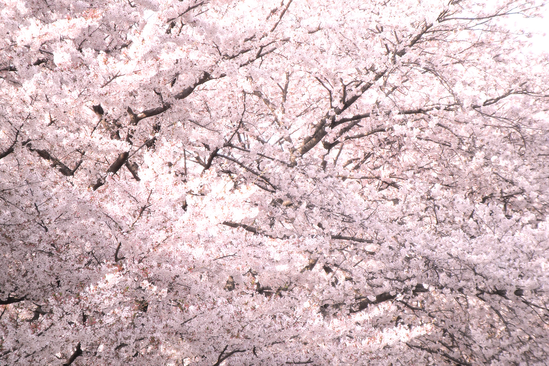 桜のフリー写真素材 高画質 ダウンロード06 素材っち