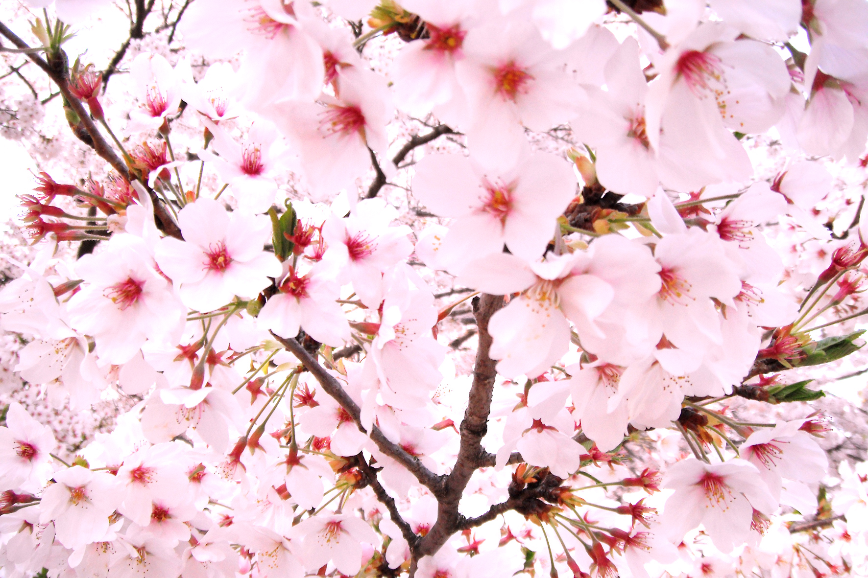桜のフリー写真素材 高画質 ダウンロード07 素材っち