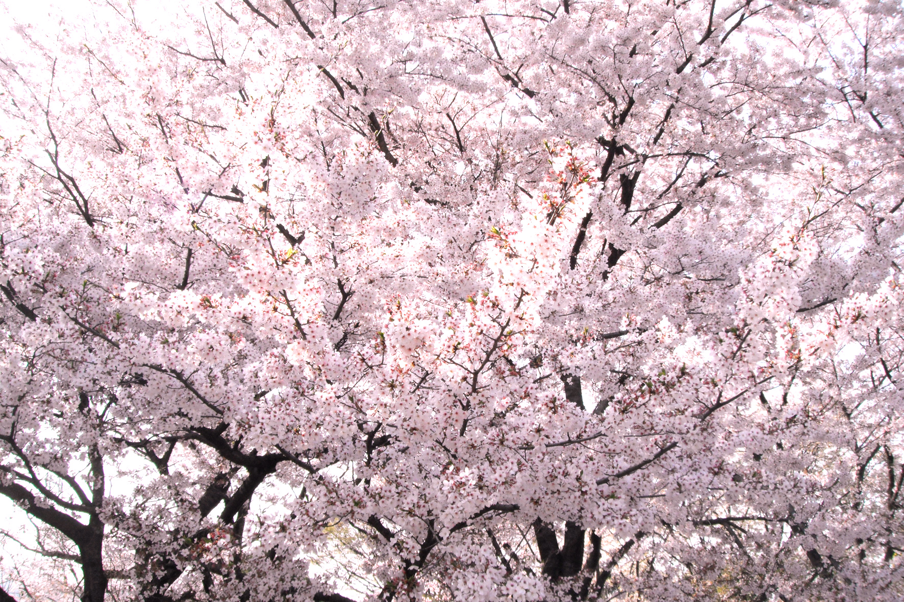 桜のフリー写真素材 高画質 ダウンロード08 素材っち