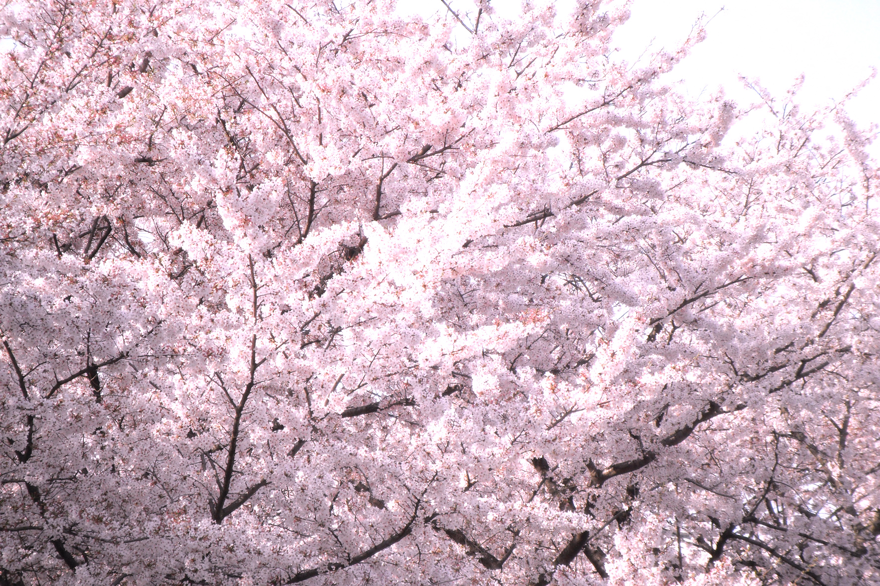 桜のフリー写真素材 高画質 ダウンロード09 素材っち