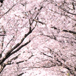 桜のフリー写真（無料ダウンロード04）