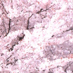 桜のフリー写真（無料ダウンロード09）