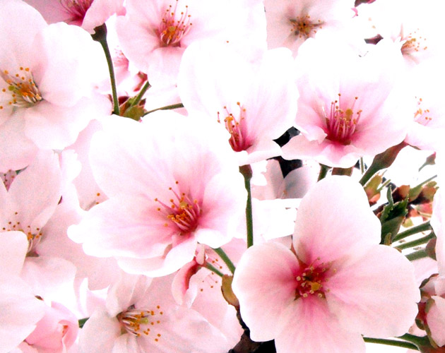 桜の写真-01（フリー素材）