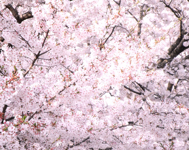 桜の写真-03（フリー素材）