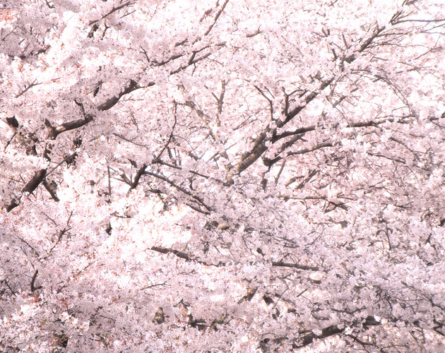 桜の写真-06（フリー素材）
