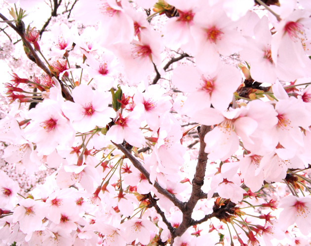 桜の写真-07（フリー素材）