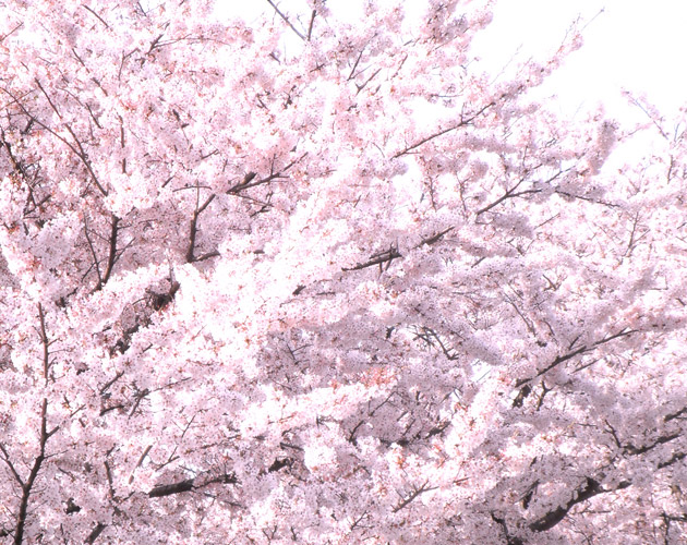 桜の写真-09（フリー素材）